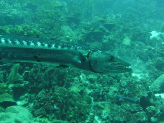 Uma grande barracuda nos acompanha durante mergulho no Hilma Hooker, no sul de Bonaire